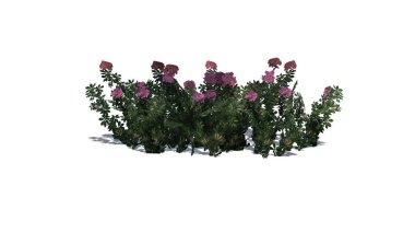 Arizona çiçekler çiçekleri ile bush ve beyaz arka plan üzerinde izole kat - gölge