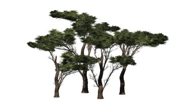 birkaç çeşitli şemsiye Thorn beyaz arka plan üzerinde izole ağaçlar-
