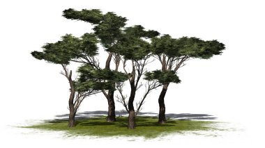 birkaç çeşitli şemsiye Thorn ağaçta bir yeşil alan - beyaz arka plan üzerinde izole