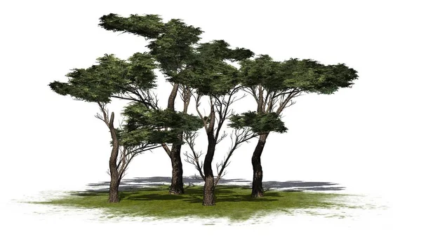 Кілька Різних Парасолька Шип Дерев Зеленій Зоні Ізольовані Білому Тлі — стокове фото