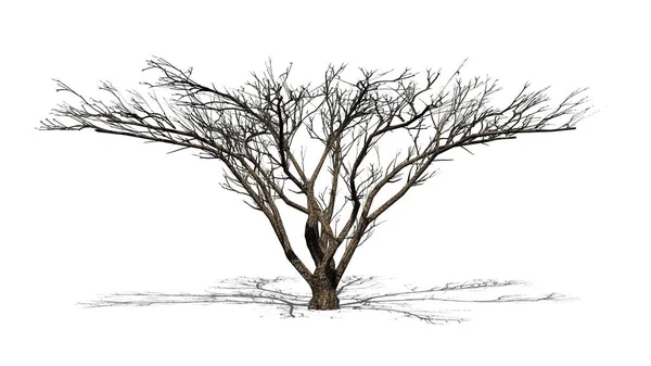 Paraplu Thorn Tree Winter Met Schaduw Vloer Geïsoleerd Witte Achtergrond — Stockfoto