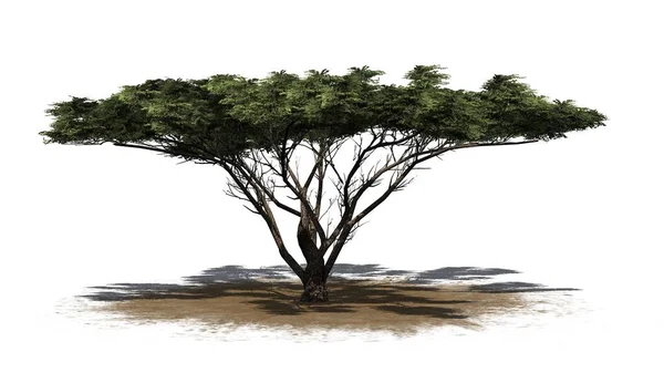 Paraplu Thorn Tree Een Zand Gebied Geïsoleerd Witte Achtergrond — Stockfoto