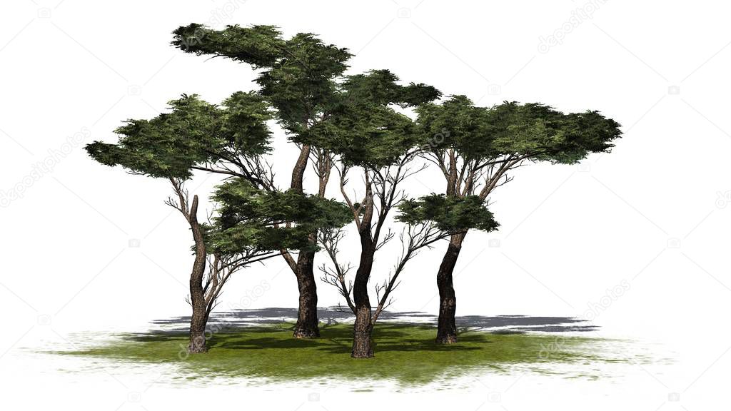 several various Umbrella Thorn Trees on a green area - isolated on white background