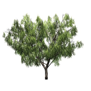 Tatlım Mesquite ağacı - beyaz arka plan üzerinde izole