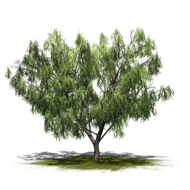 Beyaz arka plan üzerinde izole bir yeşil alan - tatlım Mesquite ağacı