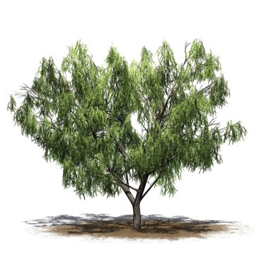 Beyaz arka plan üzerinde izole bir kum alanı - tatlım Mesquite ağacı