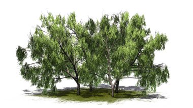 Beyaz arka plan üzerinde izole bir yeşil alan - birkaç çeşitli tatlım Mesquite ağaçta