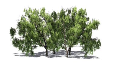 birkaç çeşitli tatlım Mesquite ağaçlar yerdeki beyaz arka plan üzerinde izole - gölgeli