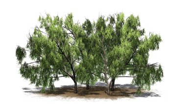 Beyaz arka plan üzerinde izole bir kum alanı - birkaç çeşitli tatlım Mesquite ağaçta