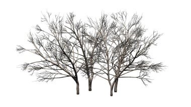 Kışın - beyaz arka plan üzerinde izole çeşitli tatlım Mesquite ağaçlar