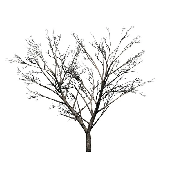Honig Mesquite Baum Winter Isoliert Auf Weißem Hintergrund — Stockfoto