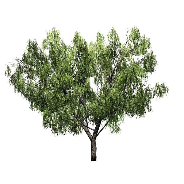 Honig Mesquite Baum Isoliert Auf Weißem Hintergrund — Stockfoto