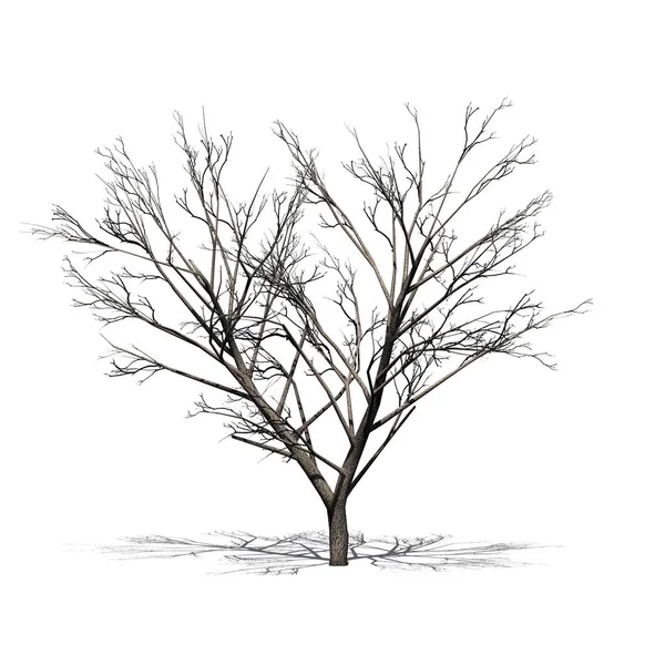 Honig Mesquite Baum Mit Schatten Auf Dem Boden Winter Isoliert — Stockfoto