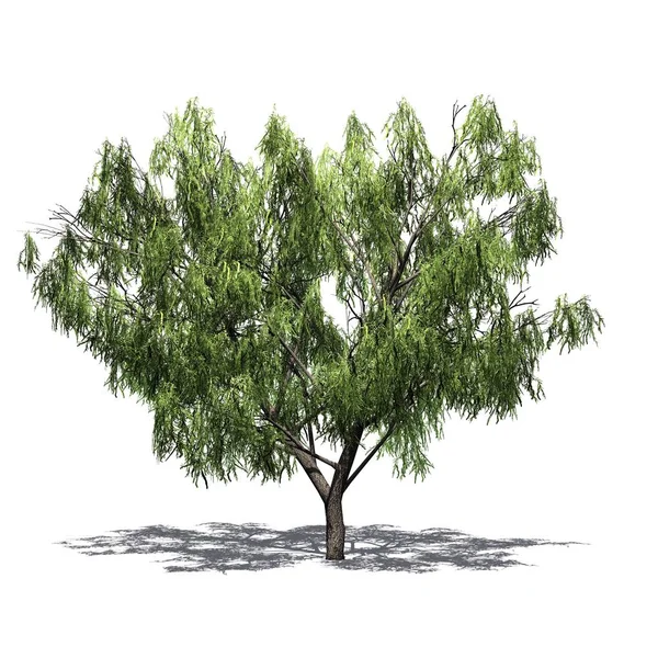Honig Mesquite Baum Mit Schatten Auf Dem Boden Isoliert Auf — Stockfoto