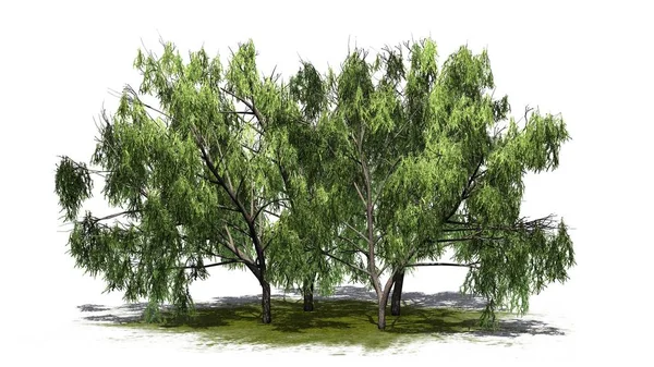 Beyaz arka plan üzerinde izole bir yeşil alan - birkaç çeşitli tatlım Mesquite ağaçta
