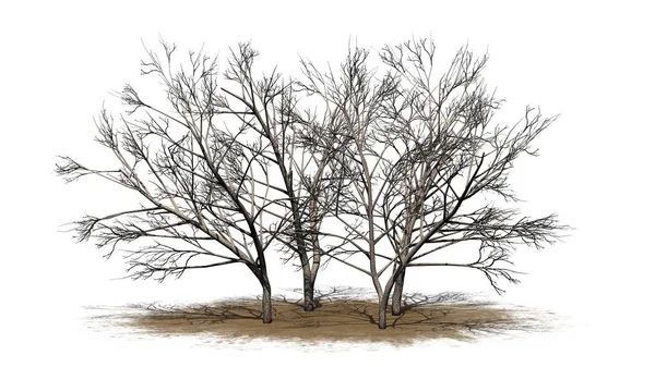 Várias Árvores Mesquite Mel Inverno Uma Área Areia Isoladas Fundo — Fotografia de Stock