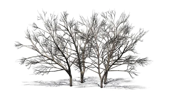 Various Honey Mesquite Trees Winter Shadow Floor Isolated White Background — Stock Photo, Image