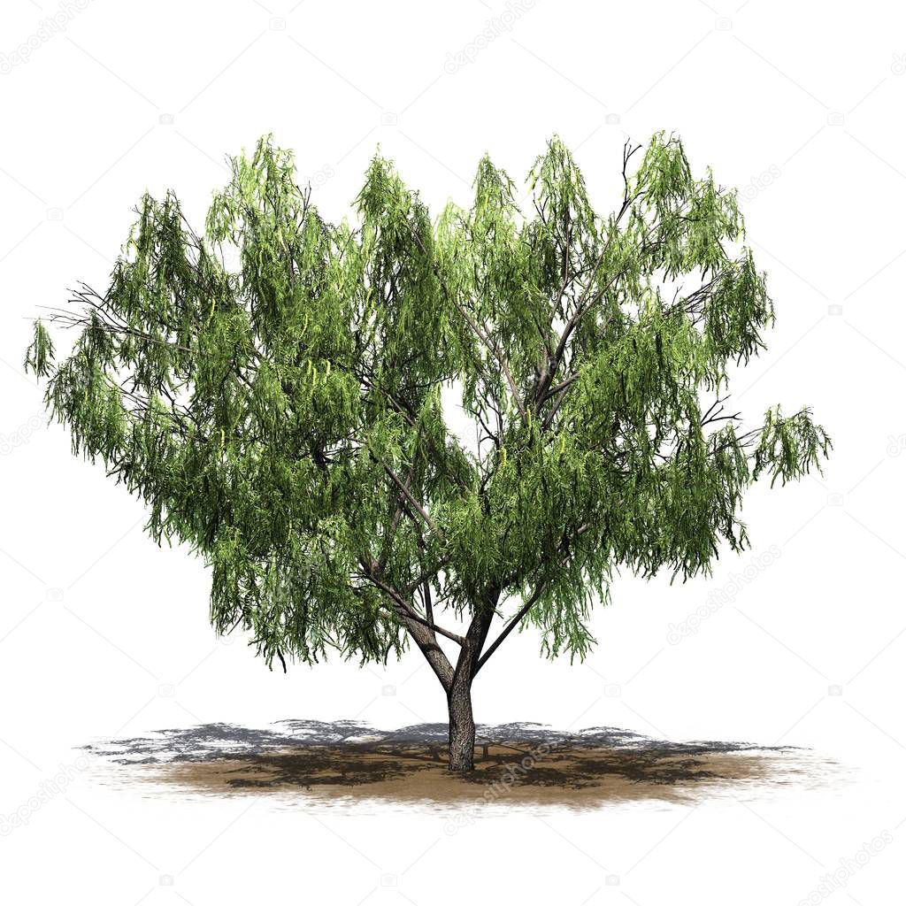 Honey Mesquite tree on a sand area - isolated on white background