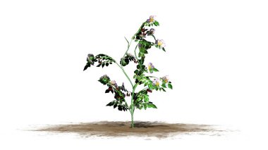 Köpek beyaz arka plan üzerinde izole rose - kum bir alan üzerinde tek çalı çiçek-