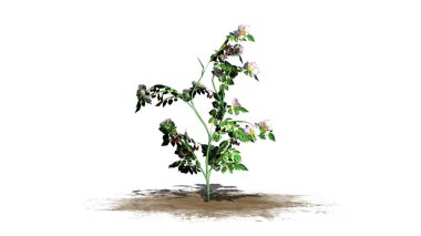 Köpek beyaz arka plan üzerinde izole rose - kum bir alan üzerinde tek çalı çiçek-