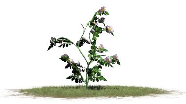 Köpek beyaz arka plan üzerinde izole rose - çim - çalı çiçek