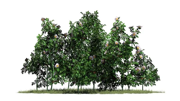 Rosas Cão Flores Arbusto Chão Grama Isolado Fundo Branco — Fotografia de Stock