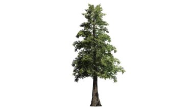 Western Red Cedar tree - isolated on white background clipart