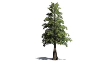 Western Red Cedar tree with shadow on the floor - isolated on white background clipart