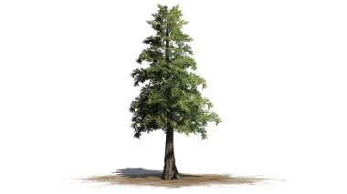 Western Red Cedar tree on a sand area - isolated on white background clipart