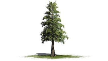 Western Red Cedar tree on a green area - isolated on white background clipart