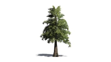 Katta - beyaz arka plan üzerinde izole gölge ile Batı kırmızı sedir ağacı