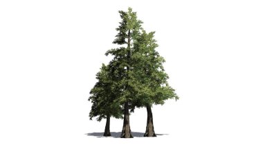several Western Red Cedar trees with shadow on the floor - isolated on white background clipart