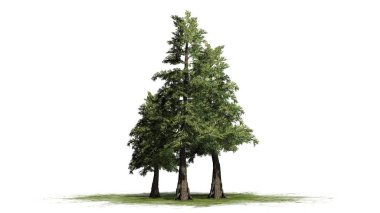 several Western Red Cedar trees on a green area - isolated on white background clipart
