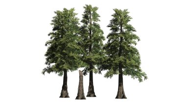 Western Red Cedar tree cluster - isolated on white background clipart