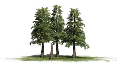 Western Red Cedar tree cluster on a green area - isolated on white background clipart