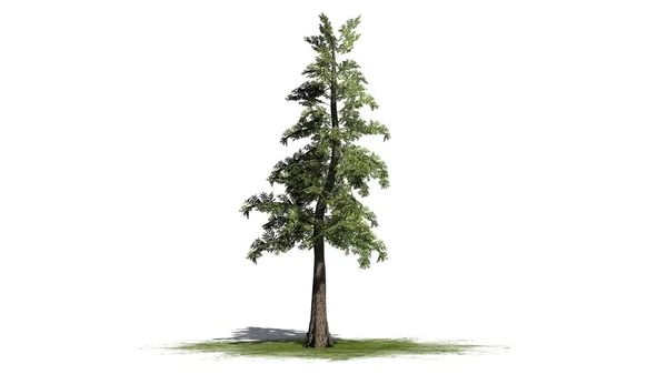 Singolo Albero Cedro Rosso Occidentale Area Verde Isolato Sfondo Bianco — Foto Stock