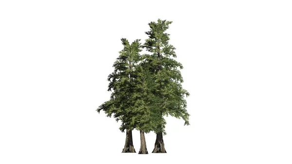 Western Red Cedar Tree Cluster Izolované Bílém Pozadí — Stock fotografie