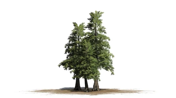 Western Red Cedar Tree Cluster Písek Oblast Izolované Bílém Pozadí — Stock fotografie