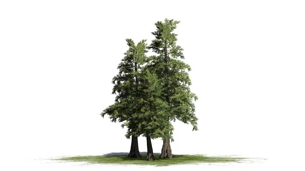 Western Red Cedar Drzewa Klastra Zielonej Okolicy Białym Tle — Zdjęcie stockowe