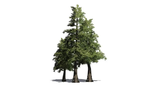 Διάφορα Δυτικός Κόκκινος Κέδρος Δέντρα Σκιά Στο Πάτωμα Απομονώνονται Λευκό — Φωτογραφία Αρχείου