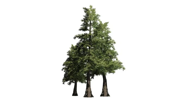 Flera Western Red Ceder Träd Isolerad Vit Bakgrund — Stockfoto