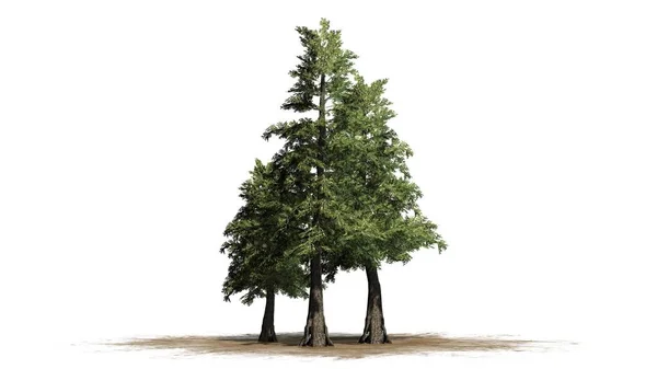 Várias Árvores Cedro Vermelho Ocidental Uma Área Areia Isolado Fundo — Fotografia de Stock