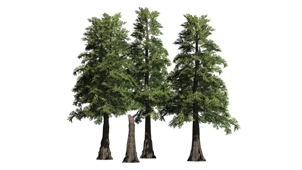 Western Red Cedar Tree Cluster Izolované Bílém Pozadí — Stock fotografie