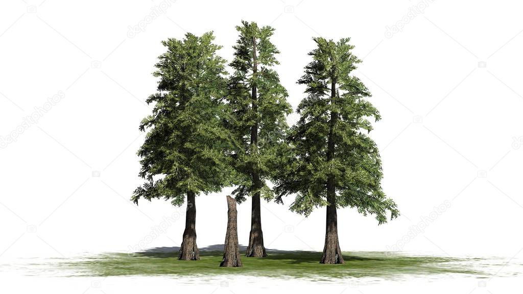 Western Red Cedar tree cluster on a green area - isolated on white background