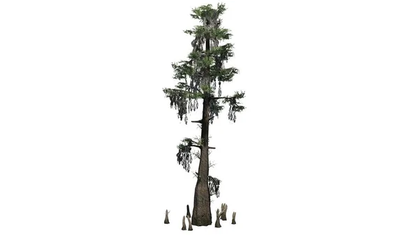 Pojedynczy Bald Cypress Drzewa Izolowana Białym Tle — Zdjęcie stockowe