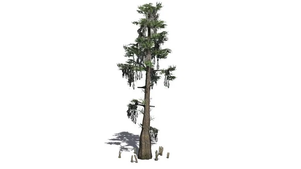 Single Bald Cypress Tree Shadow Floor Isolated White Background — Stock Photo, Image