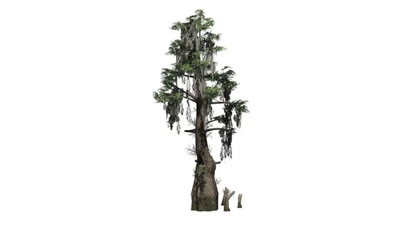 Individuele Bald Cypress Tree Geïsoleerd Witte Achtergrond — Stockfoto
