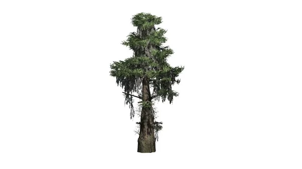 Kel Servi Ağacı Beyaz Arka Plan Üzerinde Izole — Stok fotoğraf