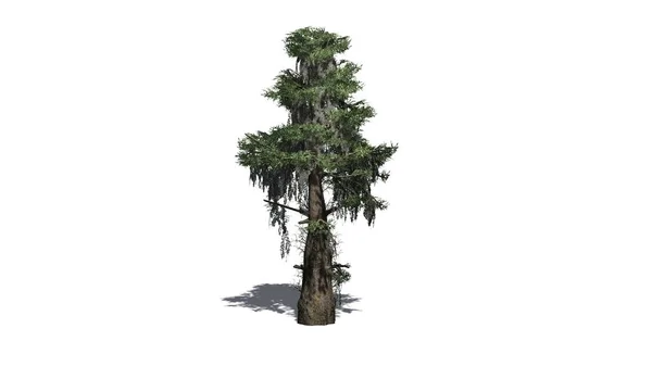 Bald Cypress Träd Med Skugga Golvet Isolerad Vit Bakgrund — Stockfoto