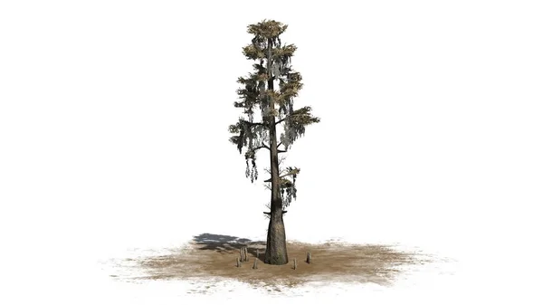 Egyéni Kopasz Cypress Őszi Homokos Területen Elszigetelt Fehér Background — Stock Fotó